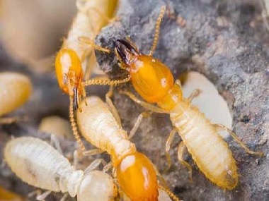 莞城白蚁防治所日常生活中预防白蚁入侵的办法