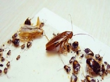 石排杀虫灭鼠公司提示蟑螂无孔不入