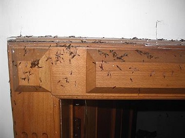 房子里有白蚁可以喷药杀死吗？沙田白蚁防治​公司