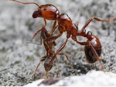 虎门预防白蚁中心发现红火蚁危害的处理方法