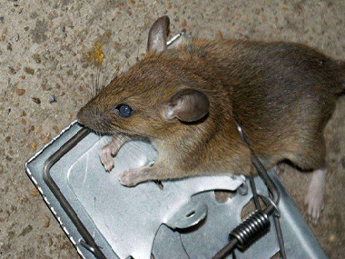 大朗除四害老鼠对人的危害有哪些？会不会咬人