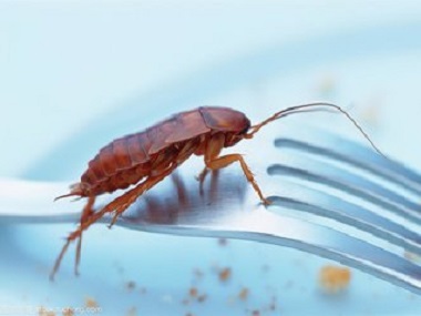 横沥虫害防治告诉你5个方法灭蟑螂，以后家里再也不会有蟑螂了