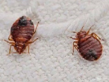 虎门灭臭虫公司家里有臭虫怎么办？要怎么杀臭虫
