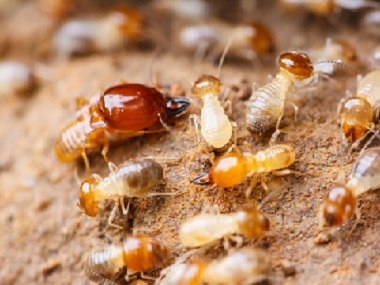 虎门白蚁防治所为什么没白蚁还要做防白蚁处置