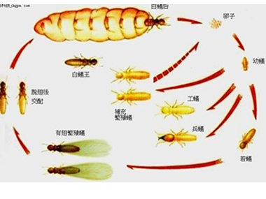 东莞白蚁防治站告诉你白蚁危害散布在什么地方