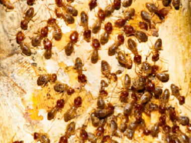 东莞预防白蚁公司厨房灭蚂蚁的7个小方法