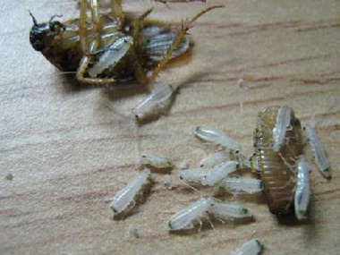 虎门防疫害虫机构为什么在办公室里会有蟑螂