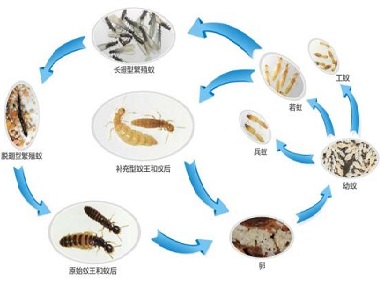东莞白蚁防治公司如何防治白蚁，白蚁和蚂蚁一样吗？