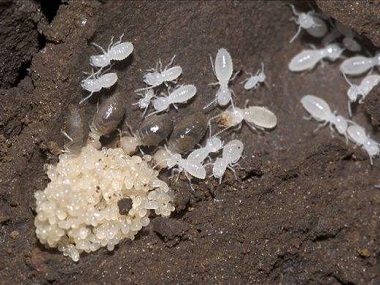 东莞灭治杀白蚁公司——有白蚁的房子还能住吗？