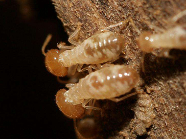 大岭山白蚁防治机构白蚁一般会藏在哪里筑巢