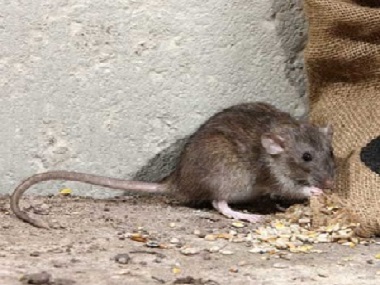 大朗杀虫灭鼠中心农家乐快速灭治老鼠的方法