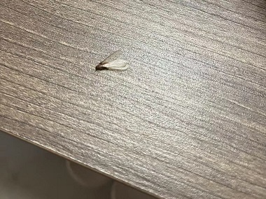东莞杀灭白蚁所：如何在春季之前预防分飞期白蚁