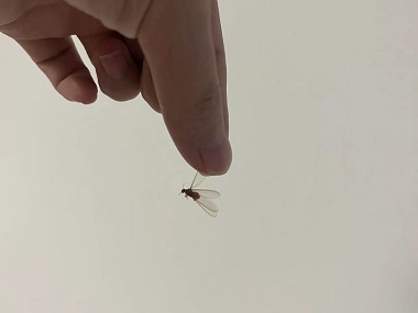 万江白蚁备案公司有哪些常用方法灭治白蚁