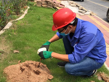 茶山红火蚁防治——教你1分钟识别防控户外常见的“红火蚁”